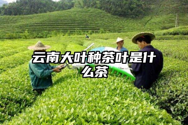 云南大叶种茶叶是什么茶