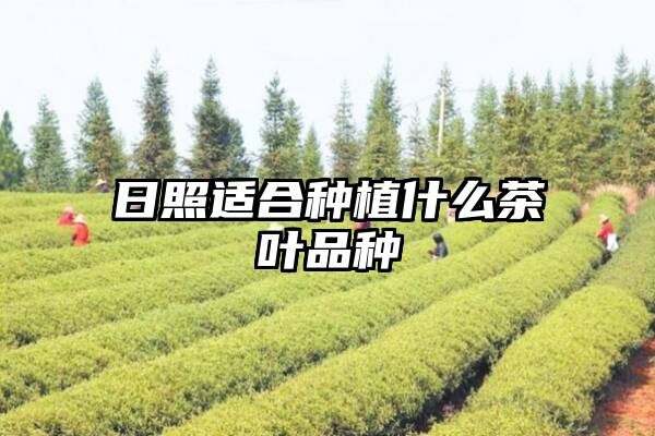 日照适合种植什么茶叶品种