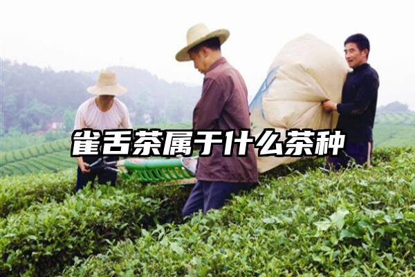 雀舌茶属于什么茶种