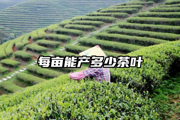 每亩能产多少茶叶