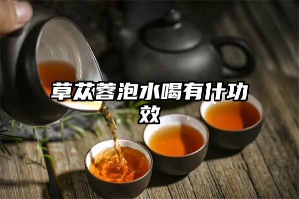 草苁蓉泡水喝有什功效