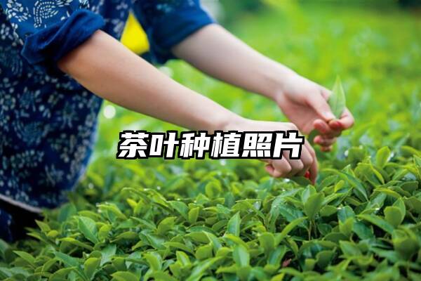 茶叶种植照片