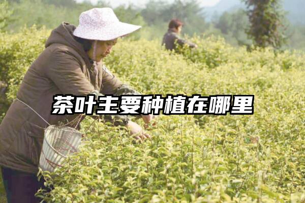 茶叶主要种植在哪里