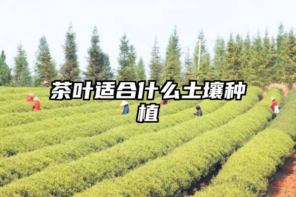 茶叶适合什么土壤种植