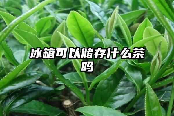 冰箱可以储存什么茶吗