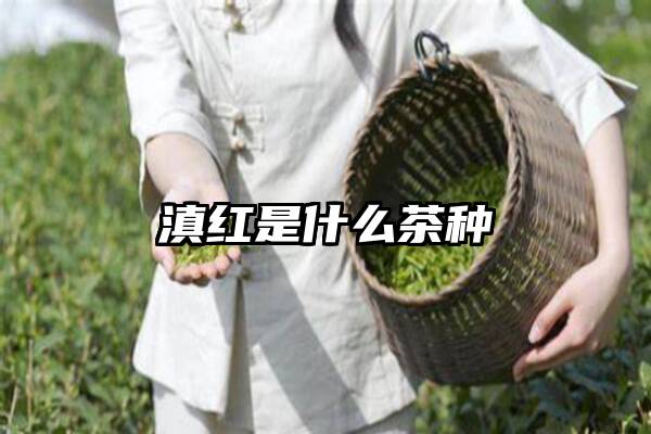 滇红是什么茶种