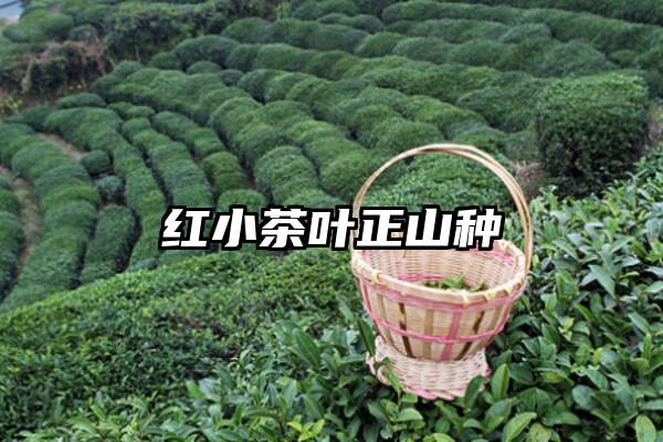 红小茶叶正山种