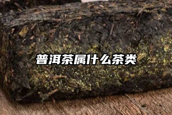 普洱茶属什么茶类