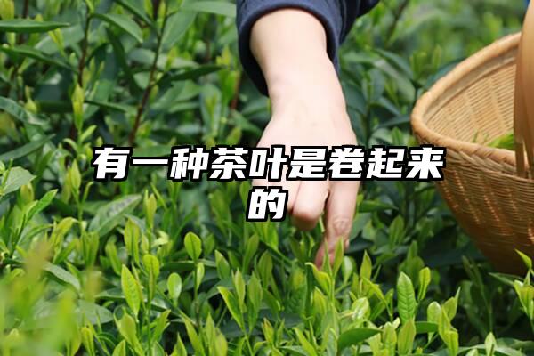 有一种茶叶是卷起来的