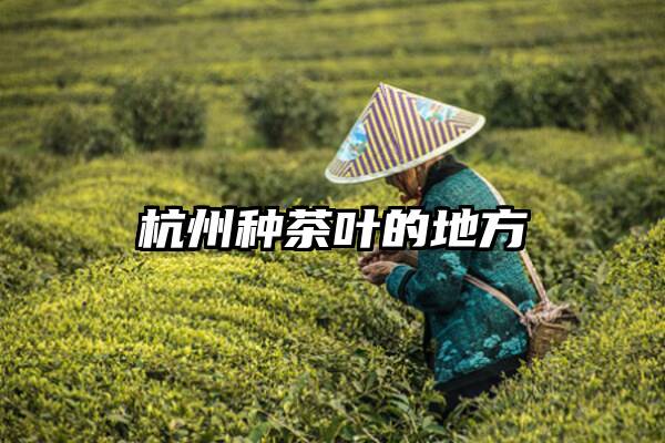 杭州种茶叶的地方