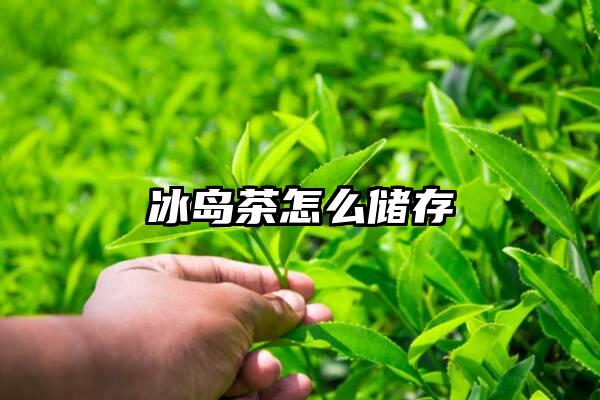 冰岛茶怎么储存