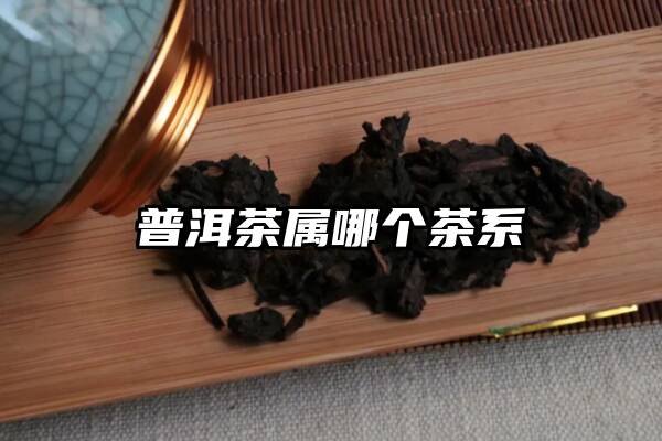 普洱茶属哪个茶系