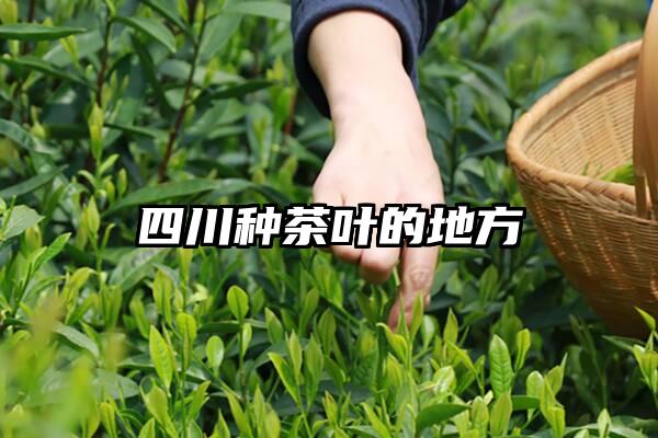 四川种茶叶的地方