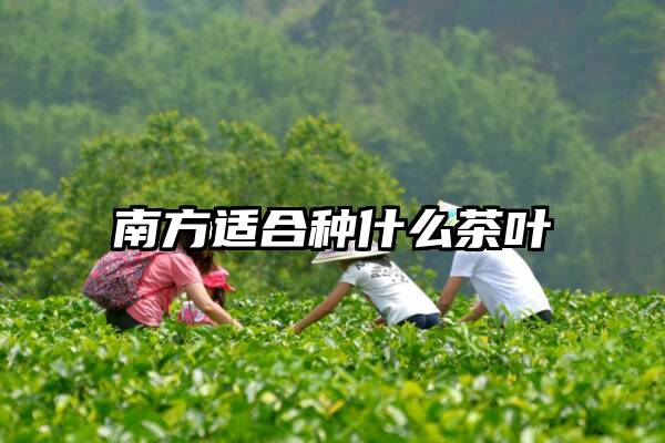 南方适合种什么茶叶