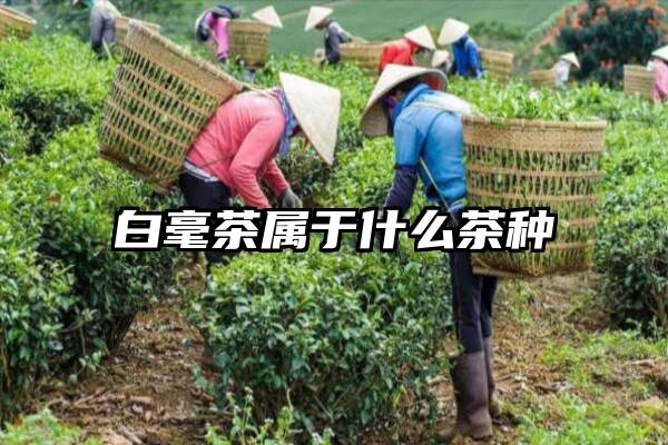 白毫茶属于什么茶种