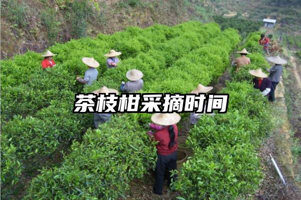 茶枝柑采摘时间