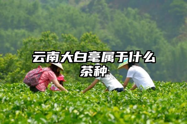 云南大白毫属于什么茶种