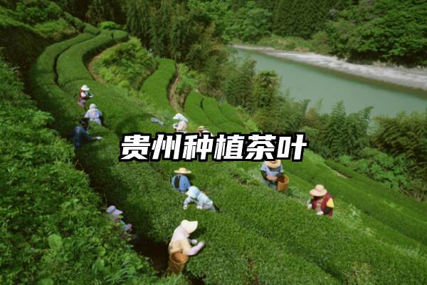 贵州种植茶叶