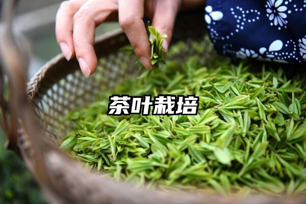 茶叶栽培