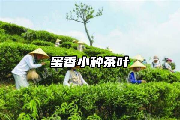 蜜香小种茶叶