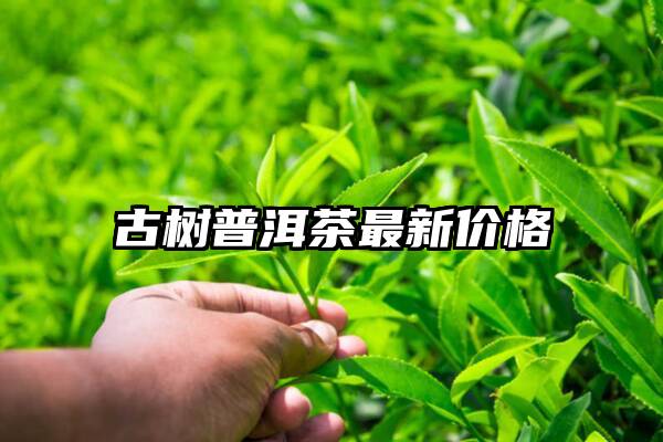 古树普洱茶最新价格