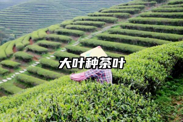 大叶种茶叶