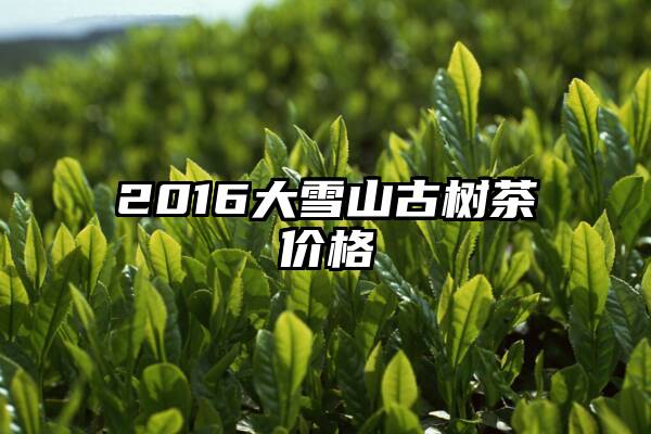 2016大雪山古树茶价格