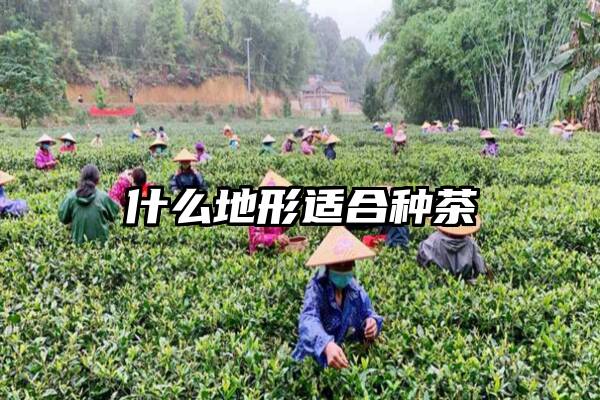 什么地形适合种茶