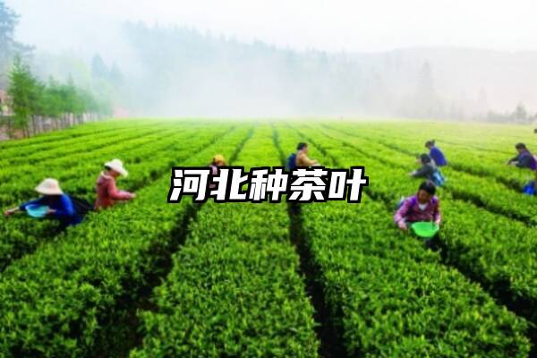 河北种茶叶