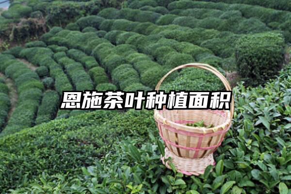 恩施茶叶种植面积