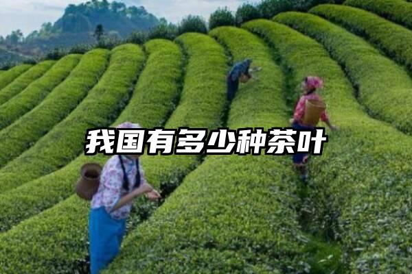 我国有多少种茶叶