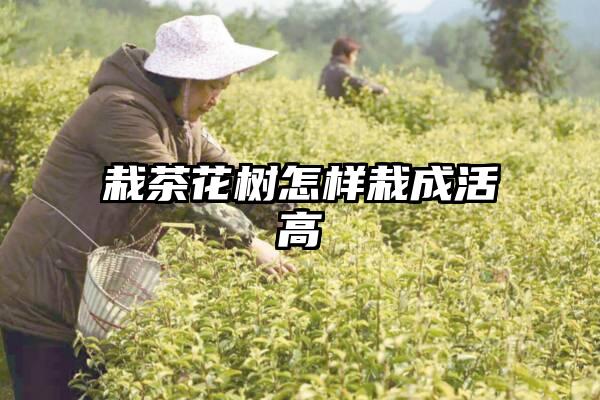 栽茶花树怎样栽成活高