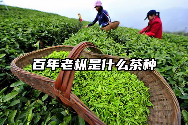 百年老枞是什么茶种