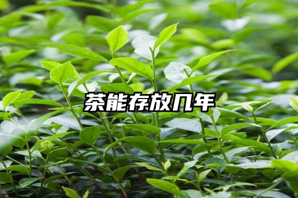 茶能存放几年