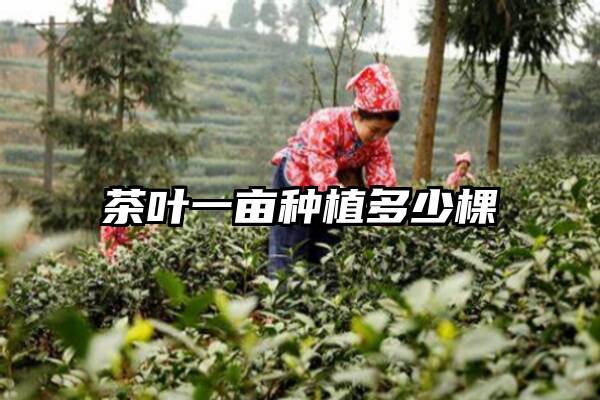 茶叶一亩种植多少棵