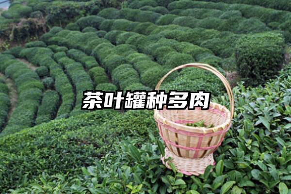 茶叶罐种多肉