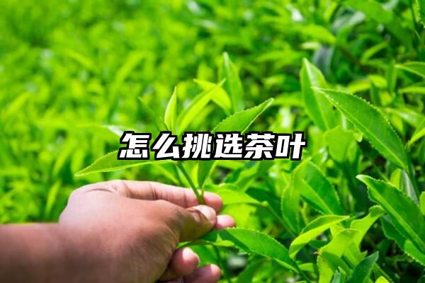 怎么挑选茶叶