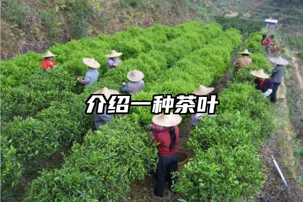 介绍一种茶叶