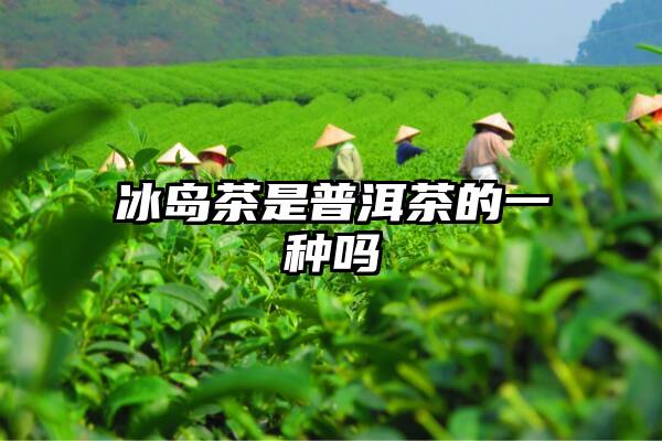 冰岛茶是普洱茶的一种吗