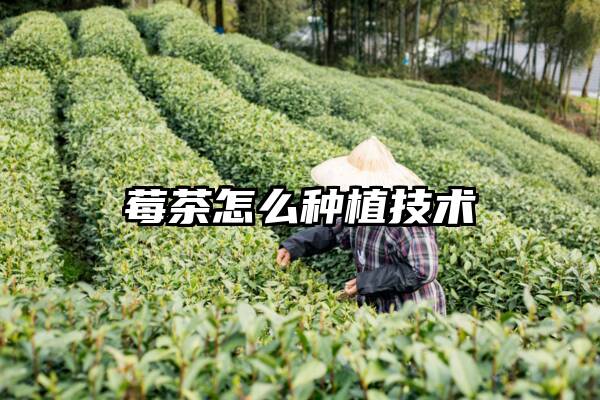 莓茶怎么种植技术