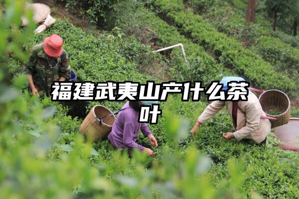 福建武夷山产什么茶叶