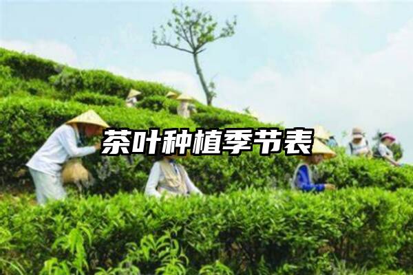 茶叶种植季节表