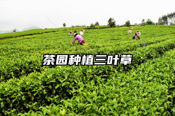 茶园种植三叶草