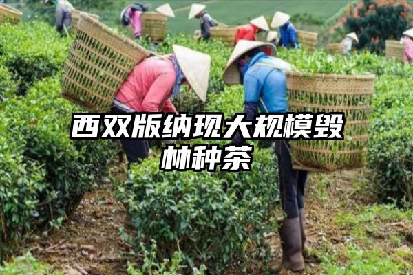 西双版纳现大规模毁林种茶