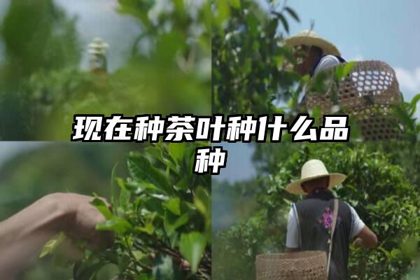 现在种茶叶种什么品种