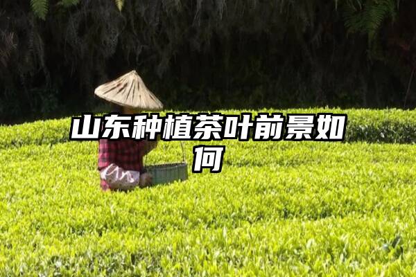 山东种植茶叶前景如何