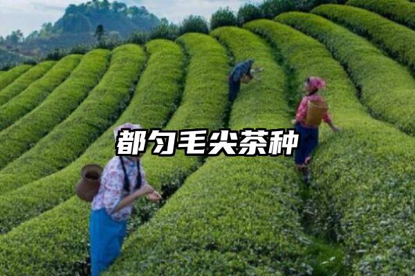 都匀毛尖茶种