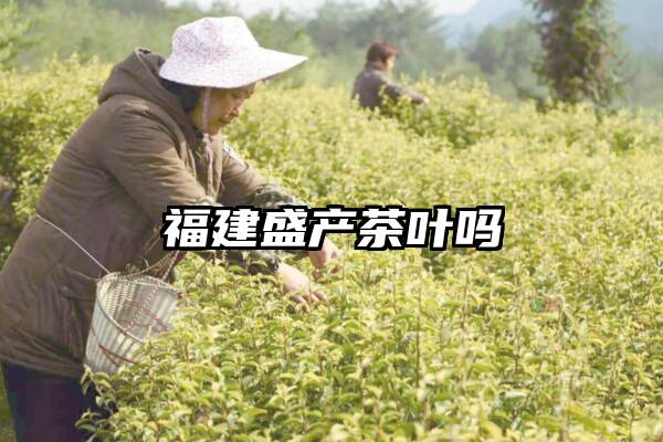 福建盛产茶叶吗