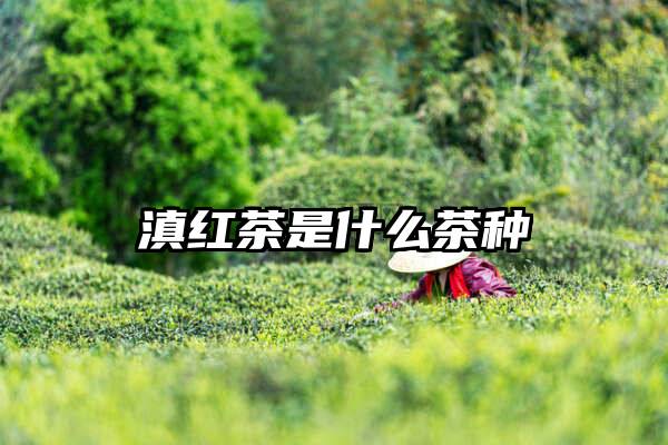 滇红茶是什么茶种