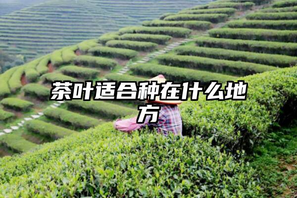 茶叶适合种在什么地方